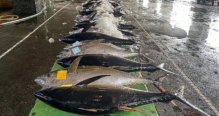 黑鮪魚大豐收．恪遵國際規範．今天起「禁」捕