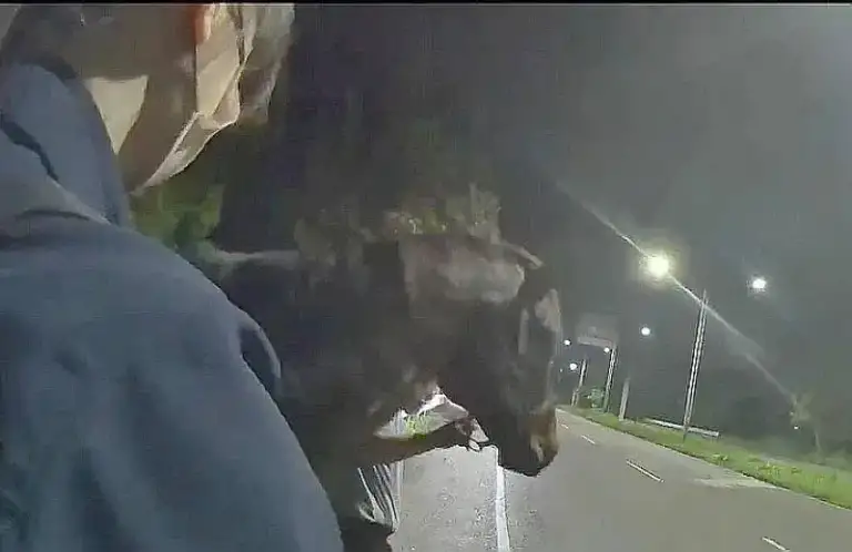 凌晨馬匹奔馳頭城街頭～警籲妥善照顧．避免意外發生