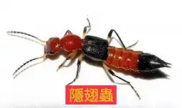 燈光引蟲來．潰爛紅又腫．隱翅不咬人．毒液卻傷人～里長籲防範