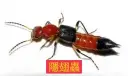 燈光引蟲來．潰爛紅又腫．隱翅不咬人．毒液卻傷人～里長籲防範