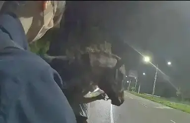 凌晨馬匹奔馳頭城街頭～警籲妥善照顧．避免意外發生