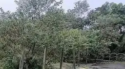 林姿妙農地農用訴訟可能翻案～監院調查指芭樂園具農用現況