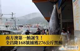 2026南方澳第一鮪誕生！全昌隆168號捕獲276公斤黑鮪，三度奪冠再創紀錄
