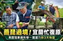 薔琵颱風災損浮現！果農心血遭強風吹落～羅東運動公園力拚3天復原