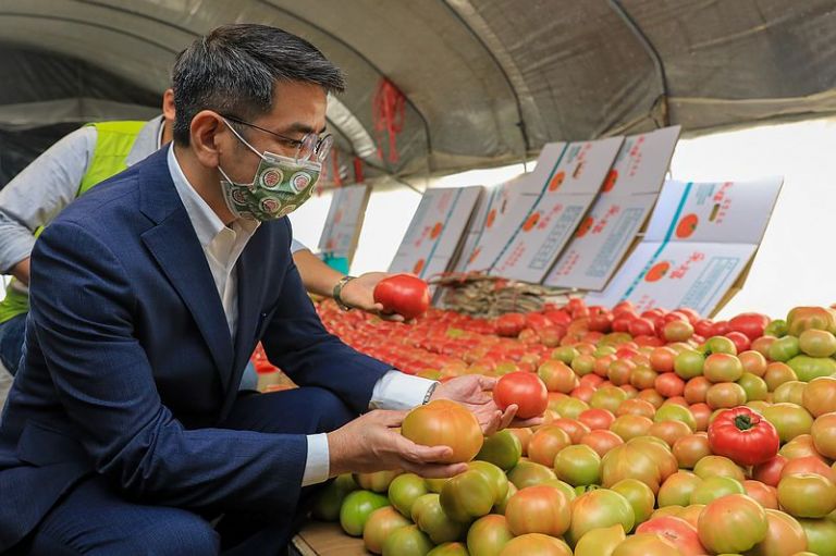 採摘蕃茄的趣味～「采福好田」即將開辦