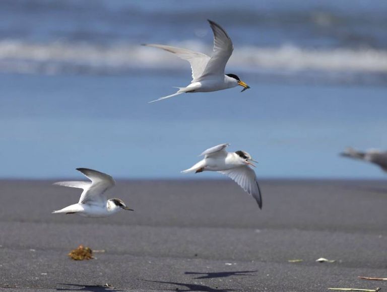 編織生態綠網守護小燕鷗棲地 羅東林管處邀集11單位攜手合作