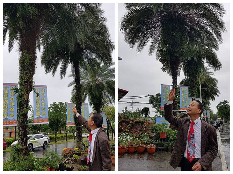 宜大九株珍貴海棗．當年改建移除．如今聳立凱旋國小旁