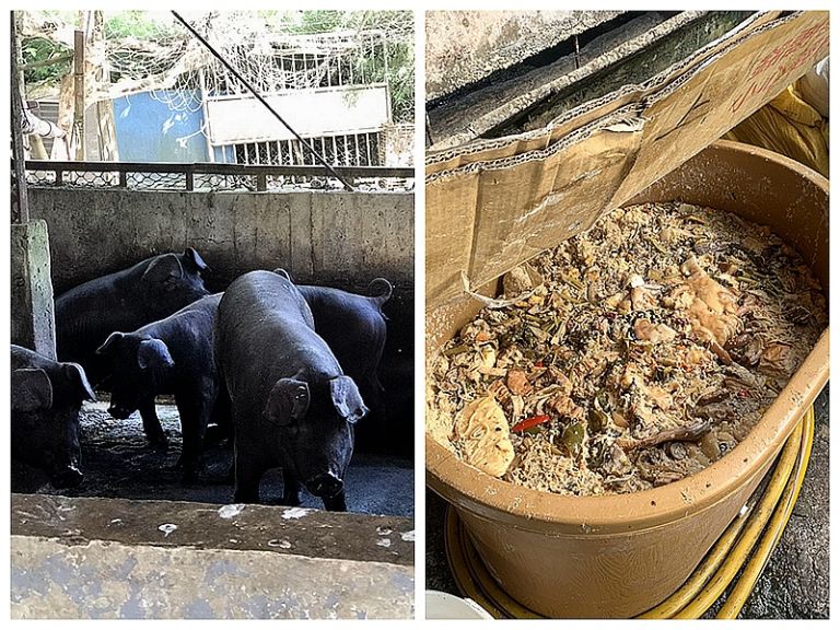 礁溪一養豬場用廚餘違規．至少罰八萬