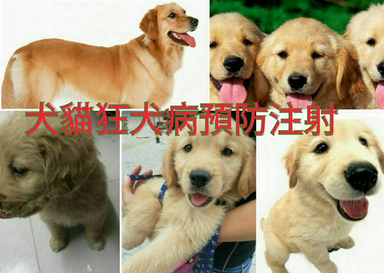 犬貓注射狂犬病疫苗 明日羅東鎮施打最後一天