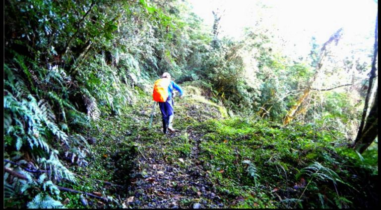 李姓男子獨自登嘉平林道 迷途無法下山請求警消救援