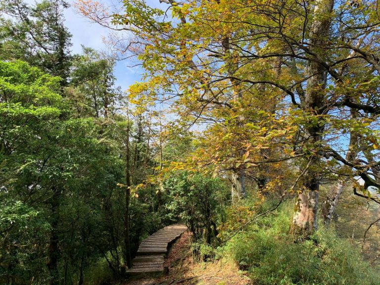 62歲女婦太平山山毛櫸步道摔傷 警消馳往救援