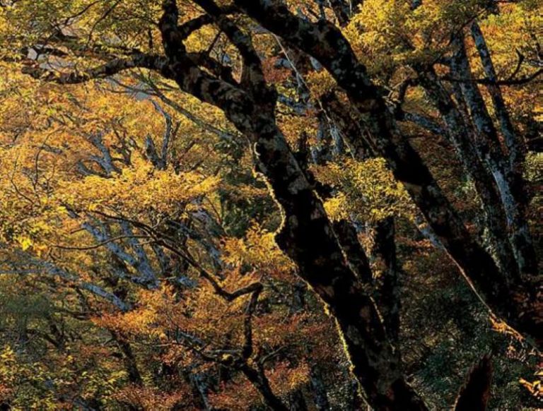 台灣山毛櫸換新衣 翠峰景觀道路週末日實施交通總量管制