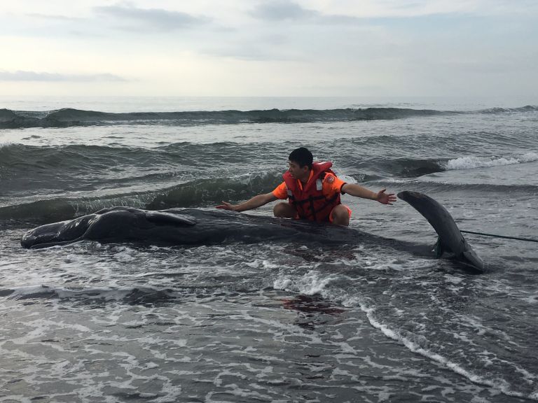 本年度最大體型死亡鯨豚 在壯圍海邊擱淺【影音新聞】