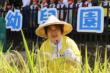 烈日下體驗農民辛勞 羅東鎮立幼兒園與家長歡呼收割【影音新聞】