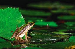 臺北赤蛙、唐水蛇棲地保育 健全國土生態綠網跨域合作