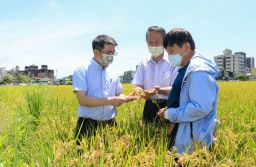 梅雨季節影響稻作產量．水稻保險理賠應健全【直播連結】