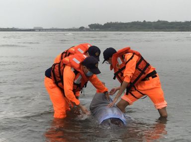 鯨豚擱淺蘭陽溪口 海巡急救援惜未竟全功