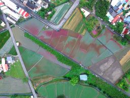 行健溪染紅案環保局持續追蹤採樣化驗以確保土壤作物安全