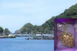 粉鳥林漁船誤捕海龜  海巡官兵協助野放護海洋