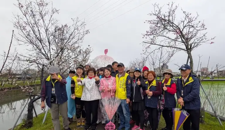 羅東櫻花綻放迎賓客．五結植樹健行3公里【影音新聞】