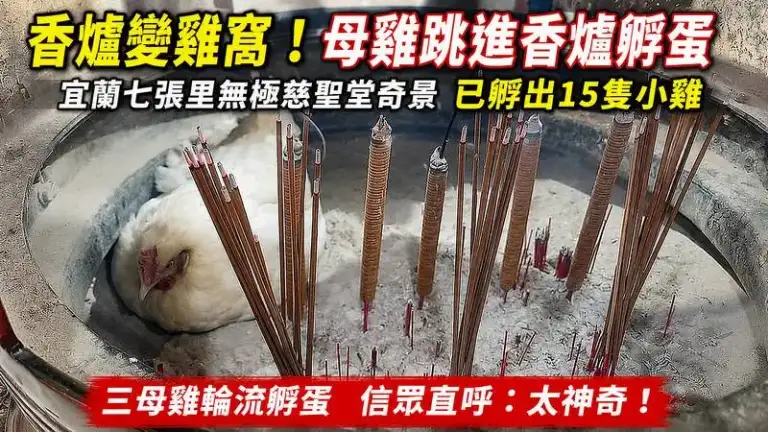 七張里無極慈聖堂奇景～三母雞把香爐當產房．已孵出15隻小雞【影音新聞】