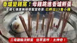 七張里無極慈聖堂奇景～三母雞把香爐當產房．已孵出15隻小雞【影音新聞】