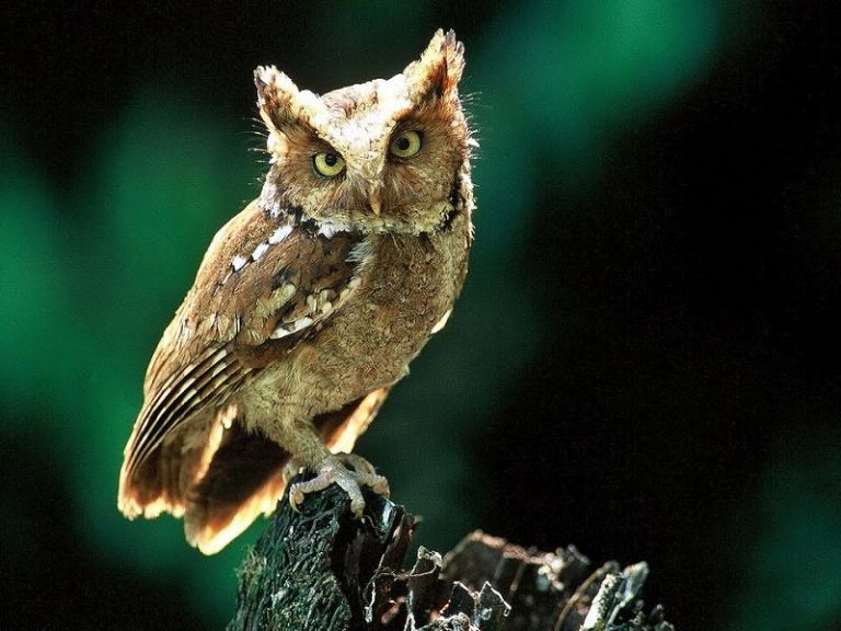 遠離塵囂到太平山夜觀灰林鴞活動