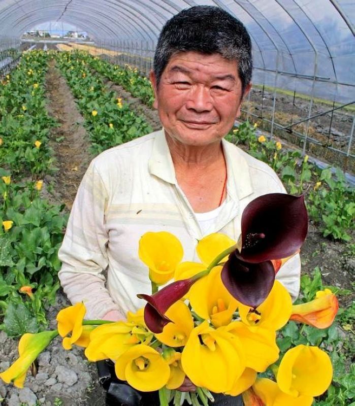 五結鄉海芋花盛開 歡迎尋芳客前往尋花問柳