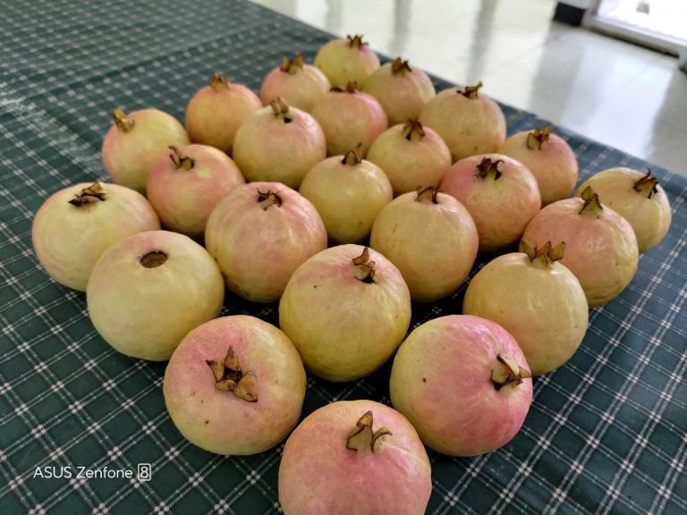 頭城甜心芭樂評鑑行銷 明外澳沙灘九號咖啡館熱鬧登場