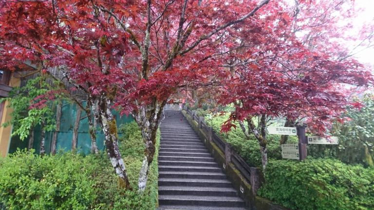 嫣紅紫葉槭 太平山欣賞楓紅正逢時【影音新聞】