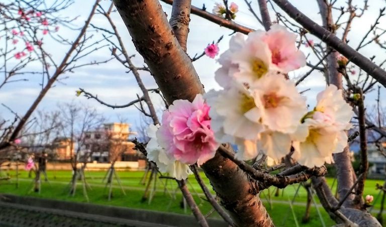 春分過了.百花盛開 來一趟羅莊櫻花歩道巡禮吧