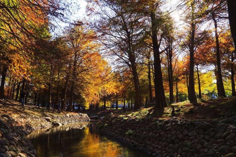 羅東運動公園落羽松染紅大地美如人間仙境