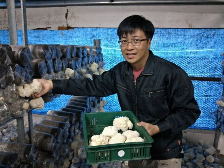 青農徐韋婷 林涵榆栽培猴頭菇春節送禮蓋高尚