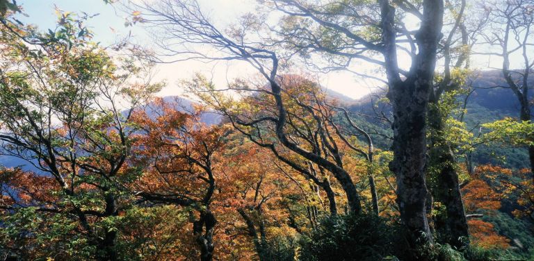 山毛櫸換新衣 翠峰景觀道10/16-11/14每周六、日限制200輛進入