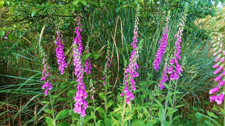 太平山毛地黃盛開 風鈴狀花朵絢麗耀目 但眼看手勿動！
