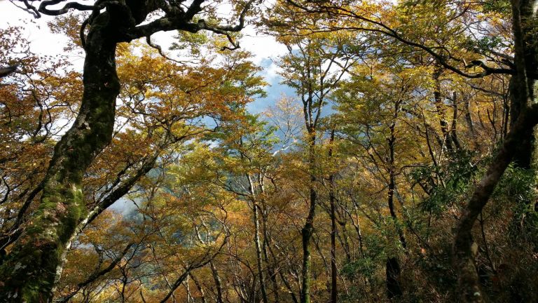 太平山「山毛櫸黃金林」正夯 如何玩最安全又舒暢