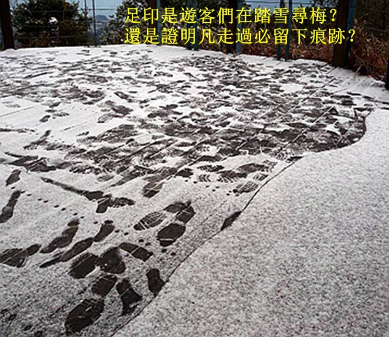福壽山寒梅飄初雪．遊客踏雪尋足跡