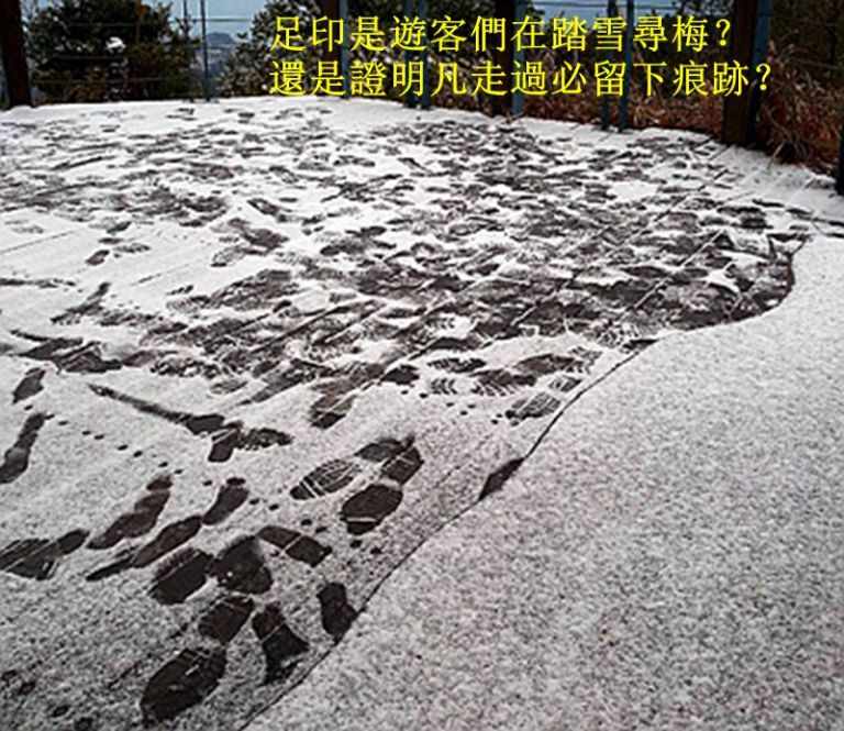 福壽山寒梅飄初雪．遊客踏雪尋足跡