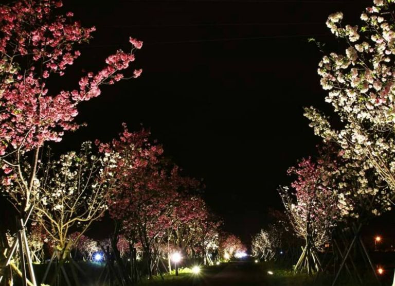 羅莊步道櫻花初綻  情侶美拍送摺疊野餐墊