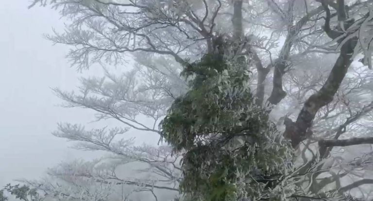 太平山夠冷夠美 可惜沒下雪【影音新聞】