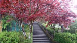 嫣紅紫葉槭 太平山欣賞楓紅正逢時【影音新聞】