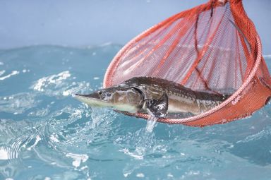 「當鱘龍魚遇上櫻桃烤鴨」 礁溪兆品首推海陸雙主餐